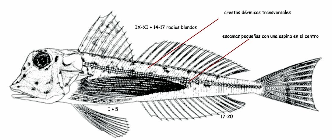 Trigloporus lastoviza_01.jpg